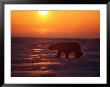A Polar Bear Is Silhouetted Against The Arctic Sunset by Paul Nicklen Limited Edition Print