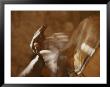 Dogon Hands, Blurred By The Quick Movement Of Playing The Drums by Bobby Model Limited Edition Print