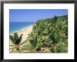 Beach And Coconut Palms, Kovalam Beach, Kerala State, India by Gavin Hellier Limited Edition Print