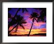 Palm Trees At Sunset, Marovo Lagoon, Solomon Islands by Peter Hendrie Limited Edition Print