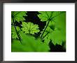 Water Drops On Leaves, Tongass National Forest, Baronof Island, Alaska, Usa by Ralph Lee Hopkins Limited Edition Print