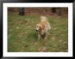 A Dog Plays Catch In The Backyard by Stacy Gold Limited Edition Print