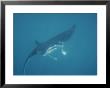A Manta Ray, Manta Birostris, Seems To Fly Through Water With Wings by Nicole Duplaix Limited Edition Print