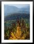 Autumn Colored Cherry Tree With View Of Blue Ridge Mountains by Raymond Gehman Limited Edition Print
