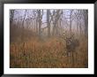 A 8-Point White-Tailed Deer Buck Standing In Grasses At Woods Edge by Raymond Gehman Limited Edition Print