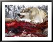 Snarling Gray Wolf Near A Deer Carcass In Upper Minnesota by Joel Sartore Limited Edition Print