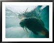 An Underwater View Of An Atlantic Walrus by Norbert Rosing Limited Edition Print