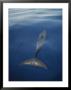 A Pacific Spotted Dolphin Swims Along The Surface Of The Water by Bill Curtsinger Limited Edition Print