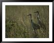 Pair Of Sandhill Cranes Stand Amid The Tall Grass Of A Marsh by Klaus Nigge Limited Edition Print