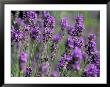 Close-Up Of Lavender, Holland Park, London, England, United Kingdom by Brigitte Bott Limited Edition Print
