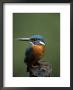 Kingfisher, (Alcedo Atthis), Nrw, Bielefeld, Germany by Thorsten Milse Limited Edition Print