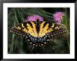 East Tiger Swallowtail Feeding On Pincushion Flower, Woodland Park Zoo, Washington, Usa by Jamie & Judy Wild Limited Edition Pricing Art Print