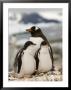 Gentoo Penguins, Petermann Island, Lemaire Channel, Antarctic Peninsula, Antarctica, Polar Regions by Sergio Pitamitz Limited Edition Pricing Art Print