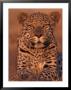 Leopard Relaxing At Animal Rehabilitation Farm, Namibia by Theo Allofs Limited Edition Print