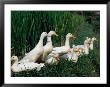 Ducks Enjoy A Quiet Resting Place Amongst The Rice Paddies In West Bali, Indonesia by Adams Gregory Limited Edition Print