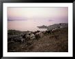 Shepherd Boy Taking Goats To Graze On The Hills Below Chora, Patmos, Dodecanese Islands, Greece by David Beatty Limited Edition Print