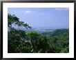 The Daintree Rainforest, Cape Tribulation National Park, Queensland, Australia by Fraser Hall Limited Edition Print