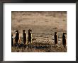 Meerkats by Nicole Duplaix Limited Edition Print