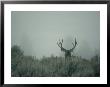 Rear View Of A Mule Deer Buck With Impressive Antlers by Michael S. Quinton Limited Edition Print