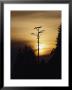 Trees On The British Columbia Coast by Paul Nicklen Limited Edition Print