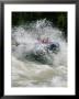 Whitewater Rafting The Lunch Counter Rapids On The Snake River by Gordon Wiltsie Limited Edition Print