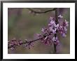 Close View Of Redbud Tree Blossoms by Stephen Alvarez Limited Edition Print