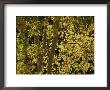 Sunlight On Aspen Leaves, Targhee National Forest, Palisades, Idaho by Raymond Gehman Limited Edition Print