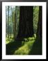 Pine Tree Trunks In Woodland Meadow by Marc Moritsch Limited Edition Print