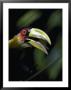 Red-Breasted Toucan by Jason Edwards Limited Edition Print