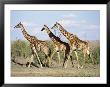 Three Giraffes Walk Together by Norbert Rosing Limited Edition Print