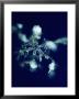 Close-Up Of A Snowflake by Robert Sisson Limited Edition Pricing Art Print