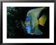 Angelfish by Wolcott Henry Limited Edition Print