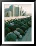Afghan Men Pray Near The Mosque In Mazar-I-Sharif by Thomas J. Abercrombie Limited Edition Print