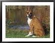 Boxer Dog Near A Pond by Lynn M. Stone Limited Edition Print