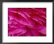 Close View Of Petals Of A Peony Flower, Groton, Connecticut by Todd Gipstein Limited Edition Print
