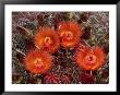 Barrel Cactus Is Blooming In The Summer Monsoon by George Grall Limited Edition Print