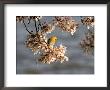 Prothonotary Warbler On A Blooming Cherry Tree Branch by Charles Kogod Limited Edition Print