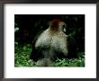 Photo Of A Western Lowland Gorilla (Gorilla Gorilla Gorilla) With His Silverback To The Camera by Michael Nichols Limited Edition Print