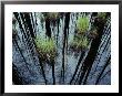 Clumps Of Grass In Water Reflecting Forest Trees by Mattias Klum Limited Edition Print