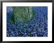 The Base Of A Tree Trunk Is Surrounded By Lavender Muscari Inside The Keukenhof Flower Park by Sisse Brimberg Limited Edition Print