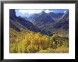 Aspen Trees In Autumn Color In The Mcgee Creek Area, Sierra Nevada Mountains, California, Usa by Christopher Talbot Frank Limited Edition Print