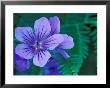 Wild Geraniums Of The Aleutian Islands, Alaska, Usa by Darrell Gulin Limited Edition Pricing Art Print