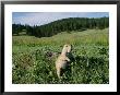 Black-Tailed Prairie Dog By Its Burrow by Raymond Gehman Limited Edition Pricing Art Print