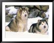 Alaskan Malamutes In The Snow by Lynn M. Stone Limited Edition Pricing Art Print