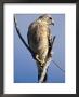 Red-Shouldered Hawk Sitting On A Branch by Fogstock Llc Limited Edition Pricing Art Print
