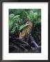 Amur Leopard, Panthera P Orientalis, Endangered by Robert Franz Limited Edition Pricing Art Print