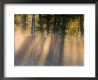 Foggy Sunrise At Tamarac National Wildlife Refuge, Near Detroit Lakes, Minnesota, Usa by Chuck Haney Limited Edition Pricing Art Print