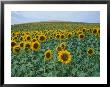 Sunflower Field, Provence, France by Gavriel Jecan Limited Edition Print