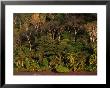 Tropical Rainforest, Corcovado National Park, Puntarenas, Costa Rica by Ralph Lee Hopkins Limited Edition Print
