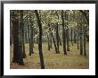 A Woodland View With New Spring Foliage And Blooming Trees by Raymond Gehman Limited Edition Print